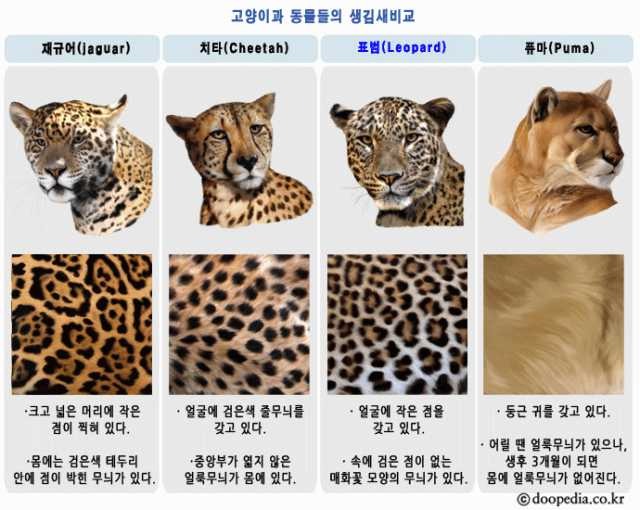 한때 맹수카페 최고의 떡밥이었던 글 | 인스티즈
