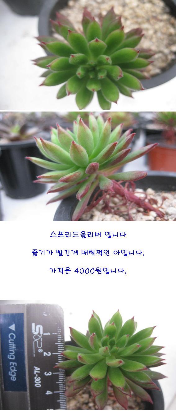 스프리드 이미지
