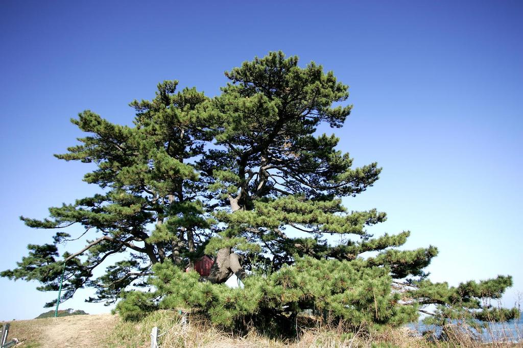 해송 이미지