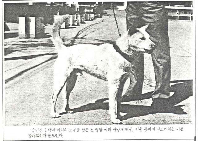 백구 이미지