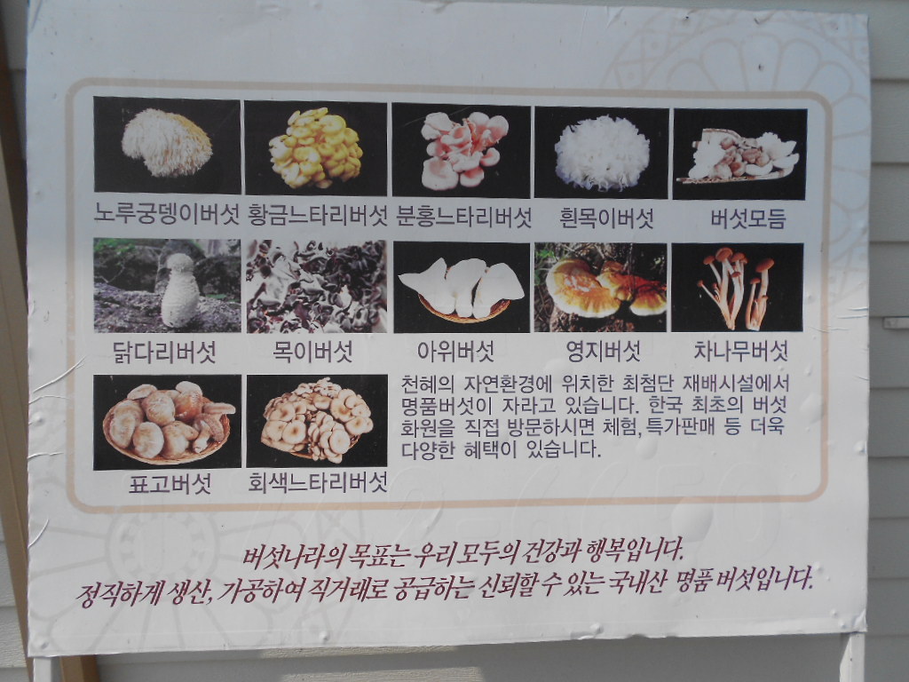 버섯나라 이미지