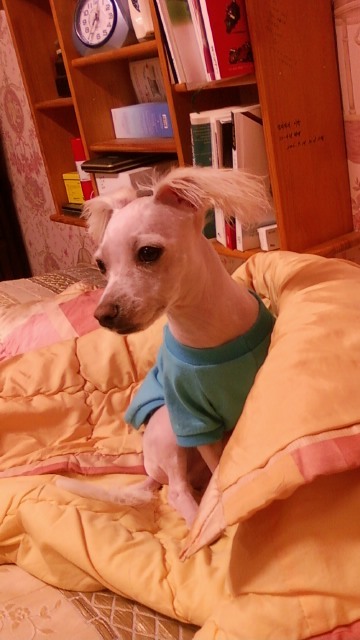 마르티스 이미지
