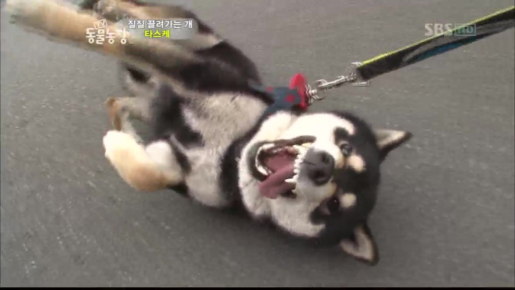 [동물농장] 목줄로 질질 끌려다니는 개.JPG | 인스티즈