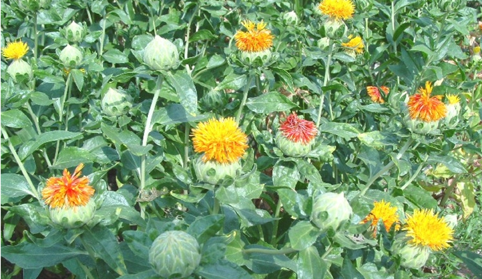 사람과 기(氣) 식품 이미지