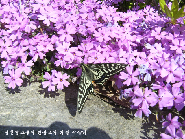 여기;꽃자리 이미지