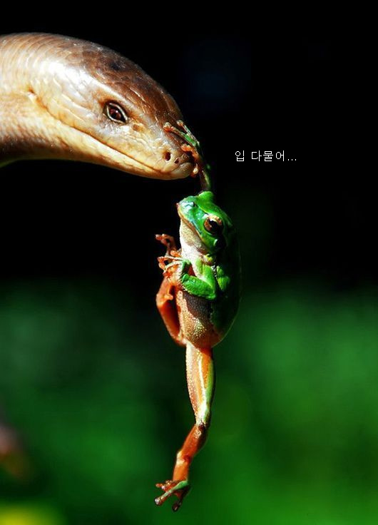 후영 이미지