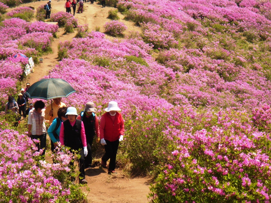 산철죽 군락지 이미지