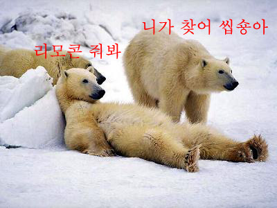 곰 이미지