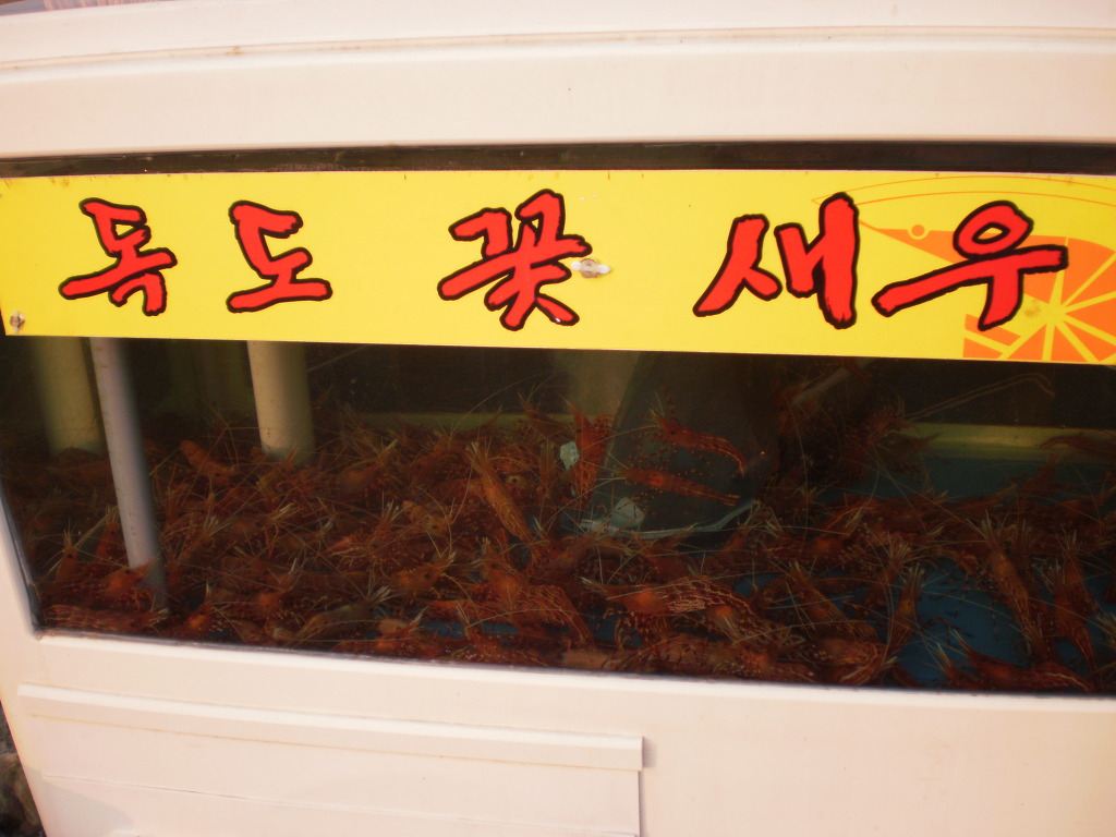 독도꽃새우 이미지