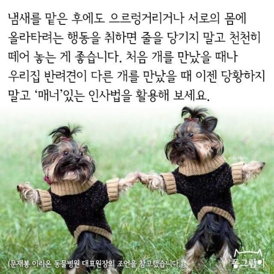 처음 만난 개와 인사하는 법 | 인스티즈