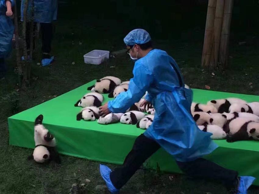 머리 꿍한 아기 팬더보고 식겁해서 달려오는 인간 | 인스티즈