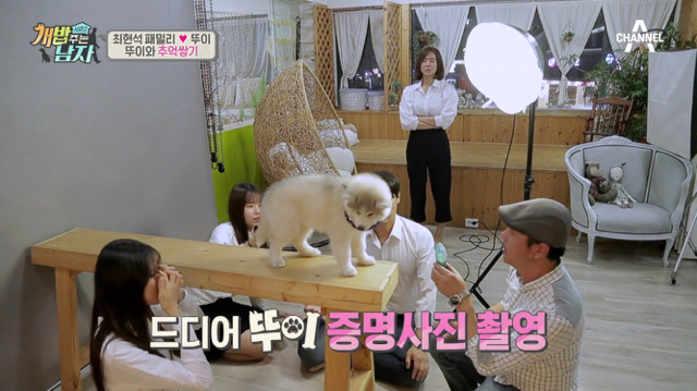 겁나 귀여운 최현석 셰프 강아지 뚜이(오드아이 시베리안 허스키).jpg | 인스티즈