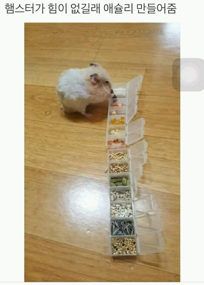 햄스터 뷔페 | 인스티즈