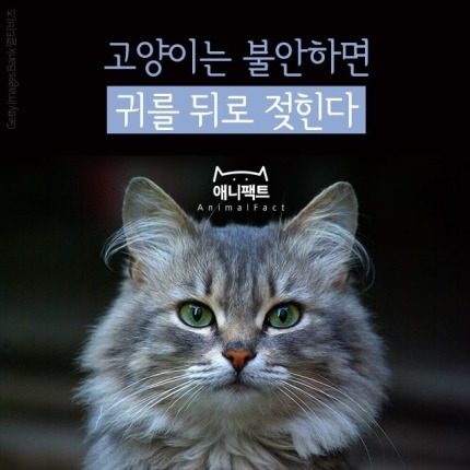 고양이는 불안하면 귀를 뒤로 젖힌다 | 인스티즈