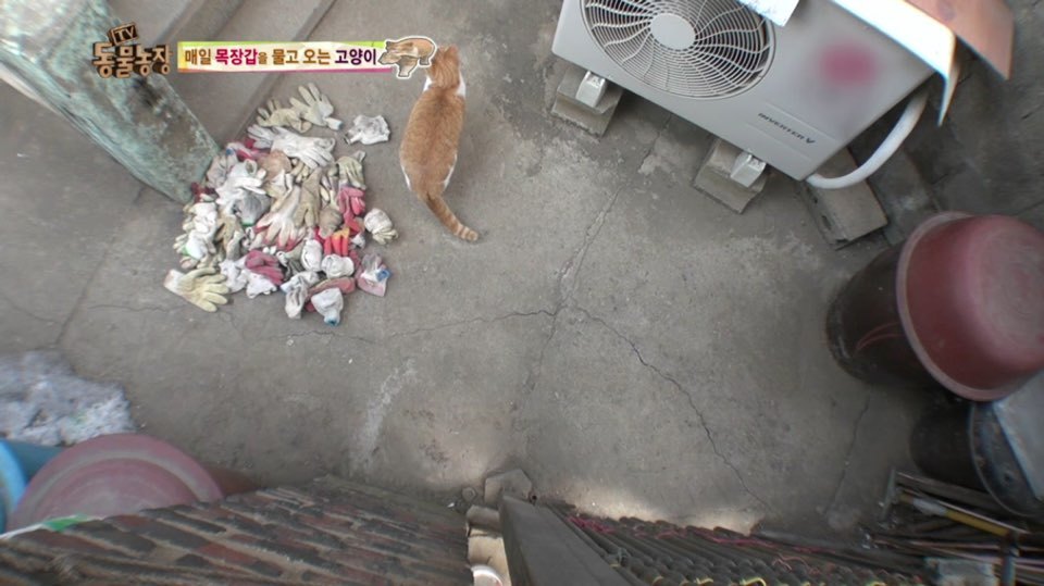 [동물농장] 매일 장갑 물어오는 고양이 (사랑스러움주의/스압주의) | 인스티즈