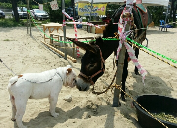 짜몽이네 이미지