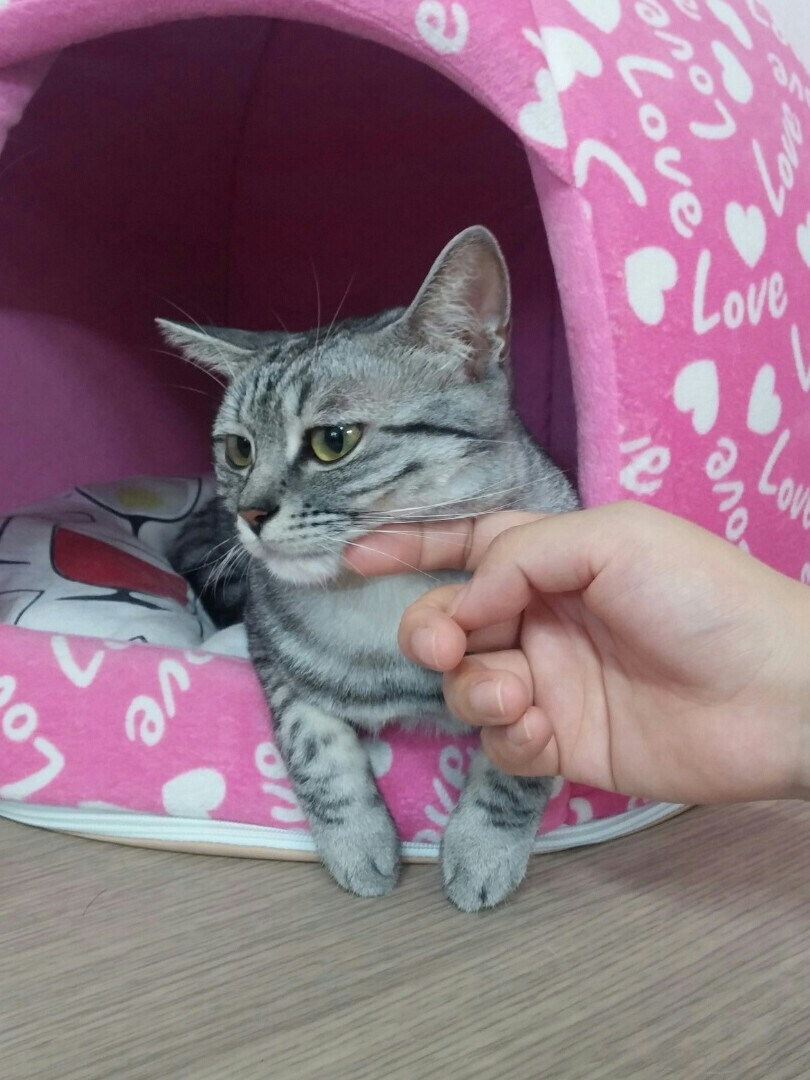 슬픈 고양이..jpg | 인스티즈