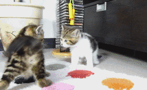 고양이 새끼들 .gif | 인스티즈