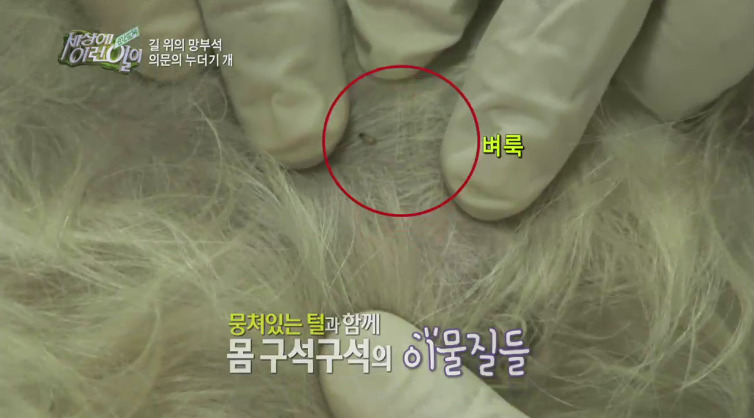 [세상에이런일이] 도로위에 망부석이 되서 주인을 기다리는 강아지.jpg | 인스티즈