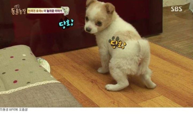 동물농장에 나온 역대급 천재 개ㄷㄷ | 인스티즈