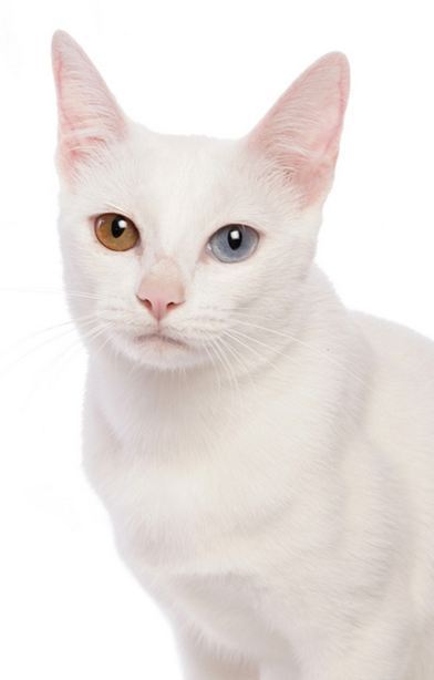 순백색 털에 오드아이를 가진 신비한 분위기의 냥이, 카오마니 고양이에 대하여 | 인스티즈
