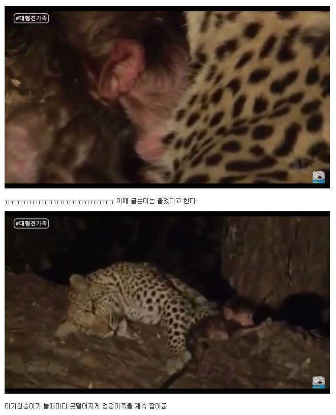 새끼가 있는줄 모르고 어미를 죽인 표범 | 인스티즈
