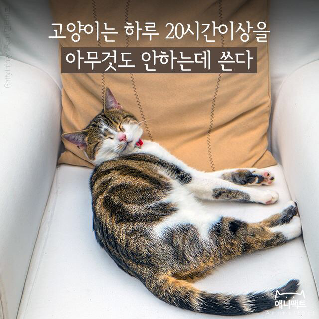 고양이는 하루 대부분을 아무것도 안 하는데 쓴다 | 인스티즈