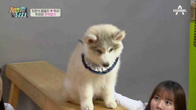 겁나 귀여운 최현석 셰프 강아지 뚜이(오드아이 시베리안 허스키).jpg | 인스티즈