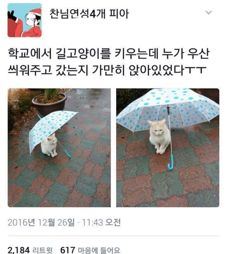 학교에서 길고양이를 키우는데 | 인스티즈