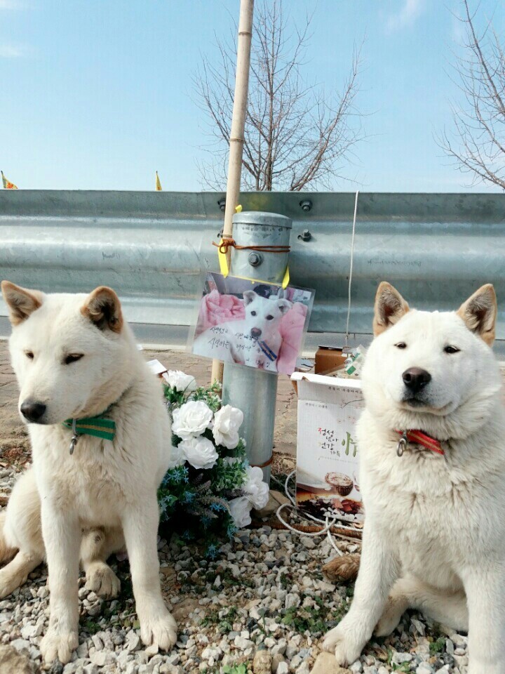 사랑하는 내 동생은 개소주가 되어서 돌아왔고 저는 개소주녀가 되었습니다 | 인스티즈