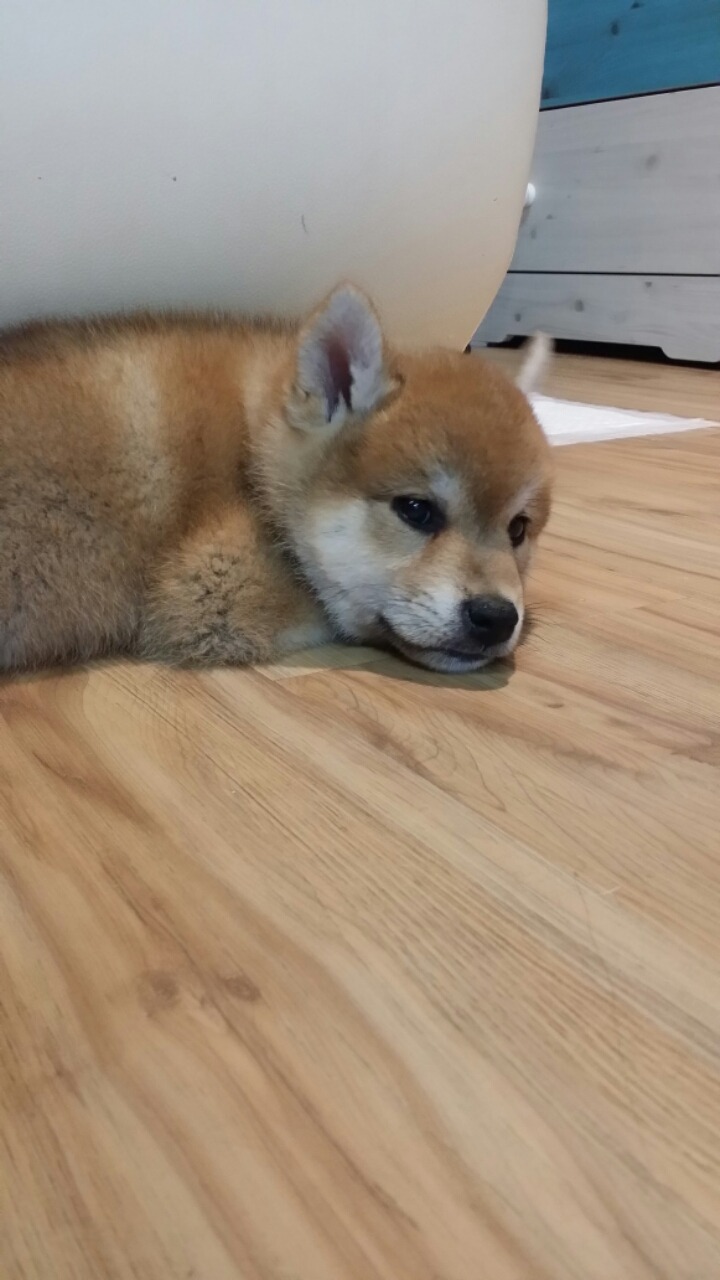야쿠 이미지