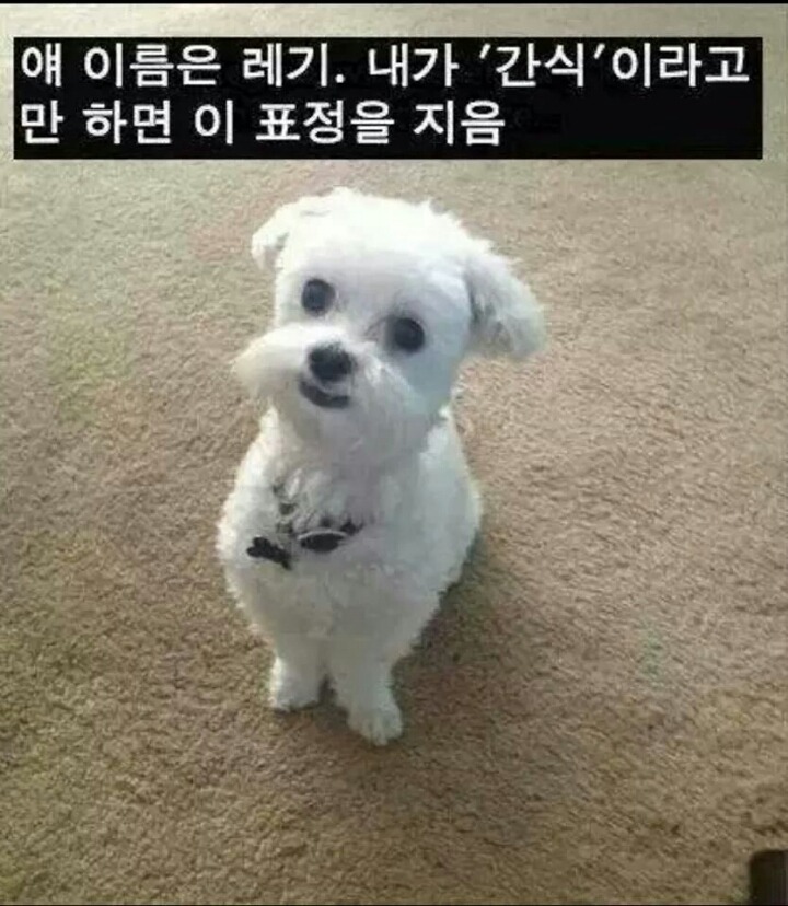 강아지들을 키우고 싶은 이유 | 인스티즈