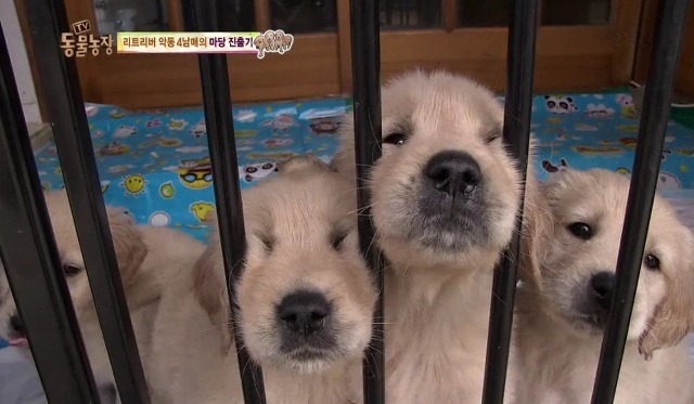 새끼강아지들 | 인스티즈