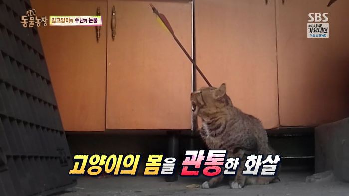 눈앞에서 제 아이가 맞아죽었습니다. 도와주세요 | 인스티즈