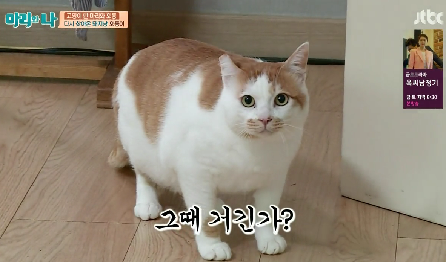 [마리와나] 뚱보냥 호동이 다이어트 시키기 (feat.먼지) | 인스티즈