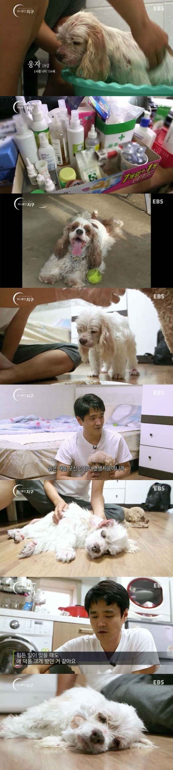  당신은 반려동물과 이별할 준비가 되었나요? | 인스티즈