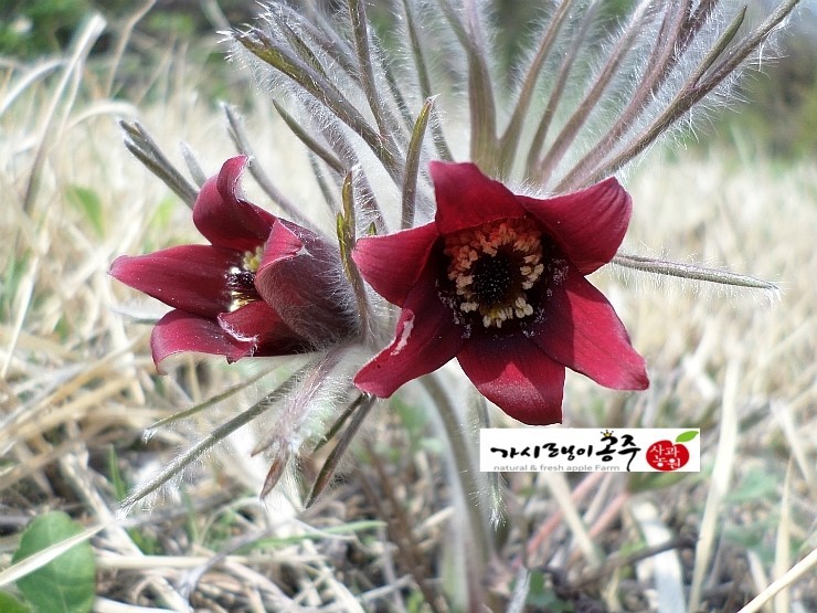가시랭이사과농원 이미지