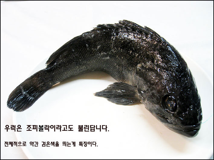 노량진 수산시장 완전 공략집 | 인스티즈