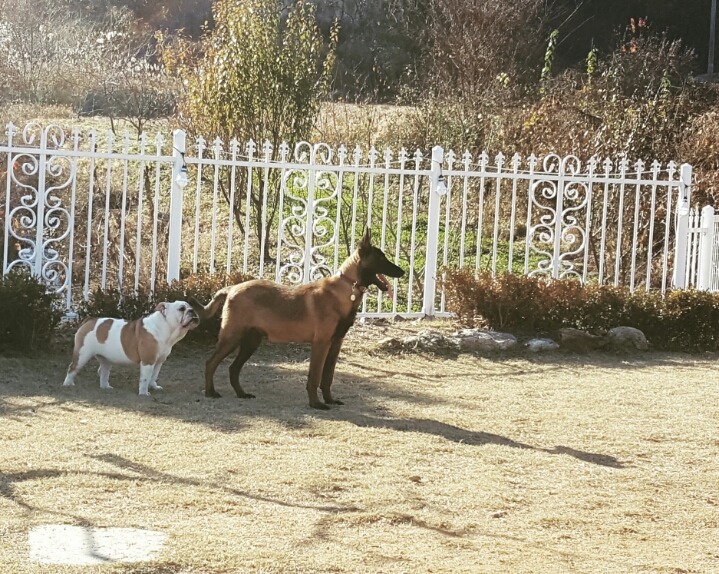 마일로 이미지