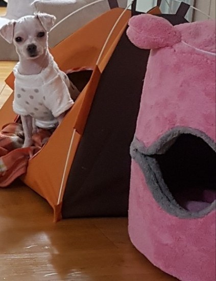 [판] 제가 주서온(?)말티즈유기견변화과정(인천동암,간석오거리부근 산에개버린것들꼭봐라) | 인스티즈