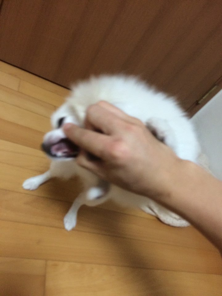  포메라니안은 사랑입니다 | 인스티즈