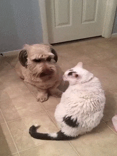 일진에게 괴롭힘 당하는.gif | 인스티즈