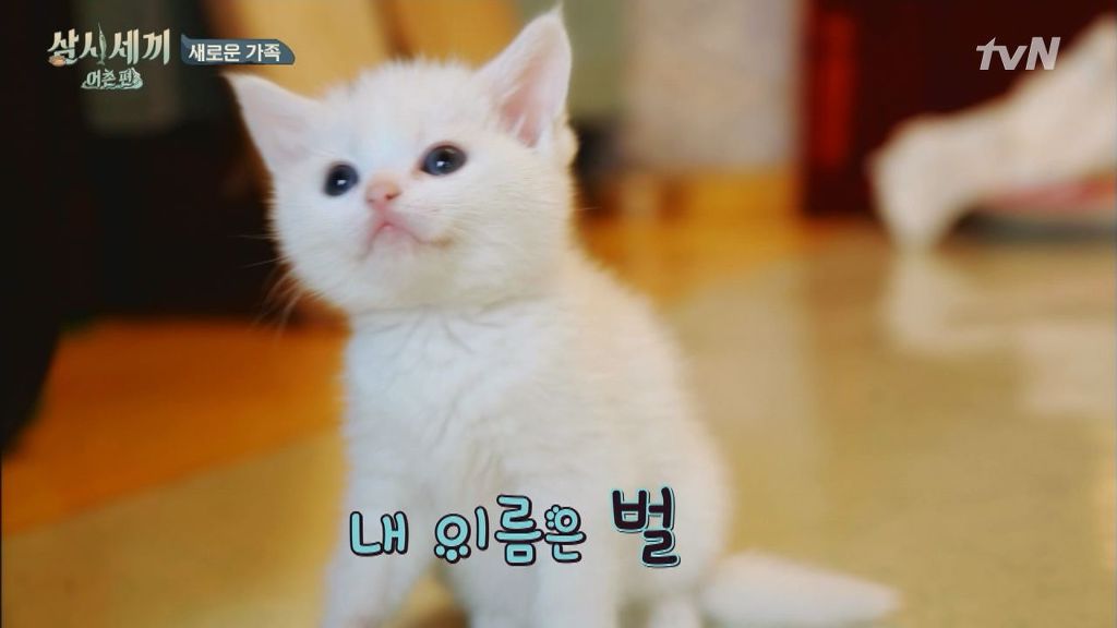 핑크코 핑크귀 핑크젤리인 흰둥이 터키쉬 앙고라 고양이.jpgif (feat. 벌이) | 인스티즈