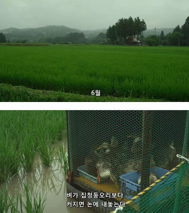 시골오리 이미지