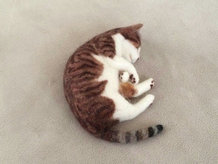고양이 태어나는 과정 | 인스티즈