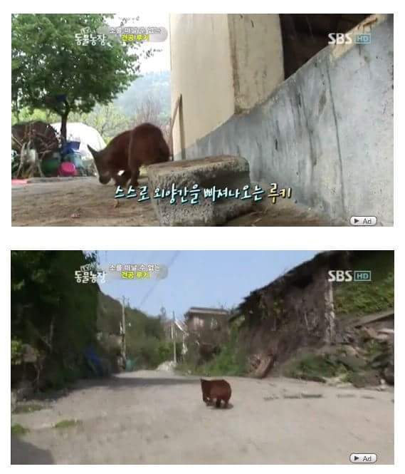 소를 어미라고 생각하는 강아지 | 인스티즈