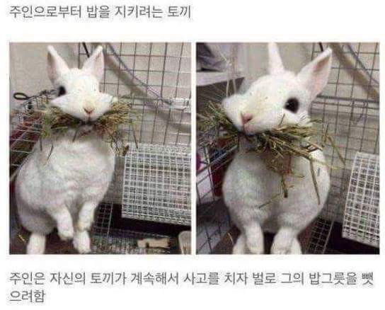 주인으로부터 밥을 지키려는 토끼 | 인스티즈