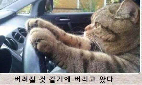 냥냥이 시리즈.jpg | 인스티즈