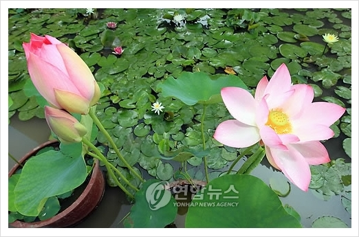 700년전 고려시대 연꽃 .jpg | 인스티즈