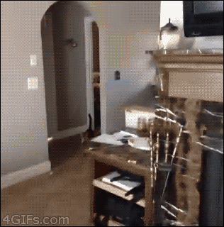 아 주인 새끼 또 시작한다.gif | 인스티즈